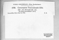 Cercosporella toxicodendri image